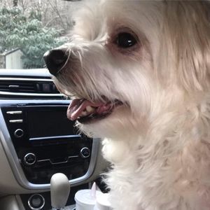 Meet your Posher, Debbie